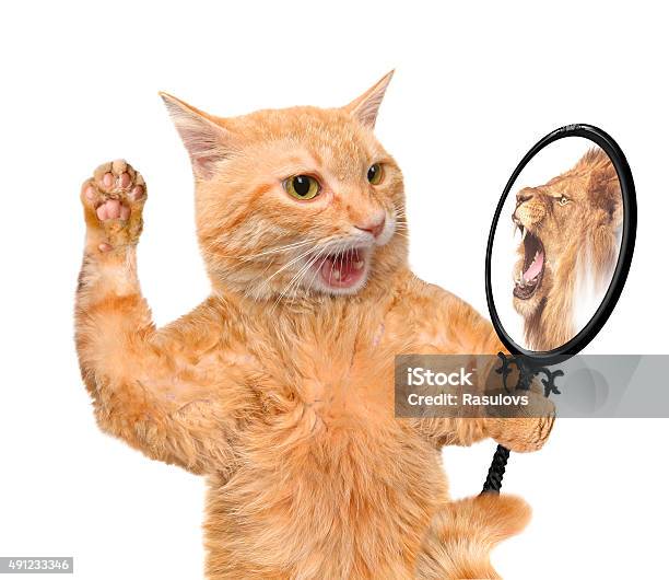 Cat Looking Into The Mirror Stock Photo - Download Image Now - Domestic Cat, Mirror - Object, Lion - Feline