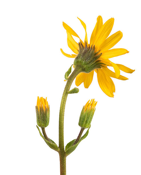 Arnica montana arnica back side view isolated on white arnica flower single flower white stock pictures, royalty-free photos & images