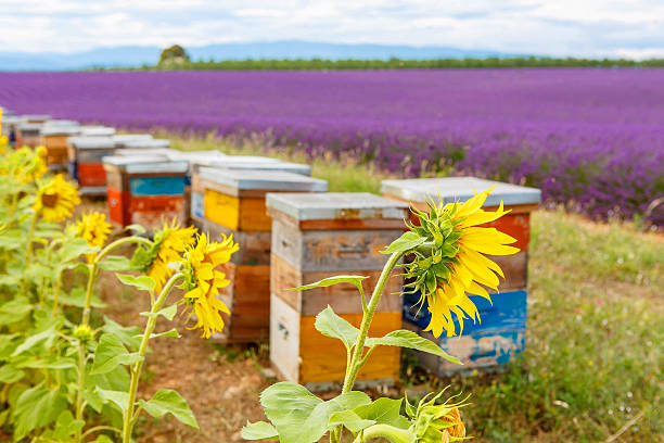istock Bee hives on lavender fields, near Valensole, Provence. 491234438