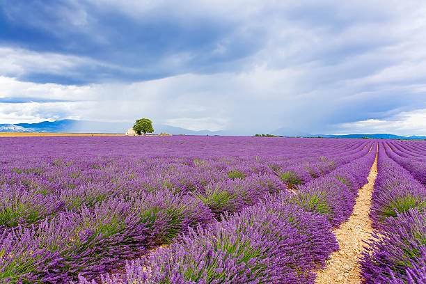 istock Typical landscape of lavender fields Provence, France 491235100
