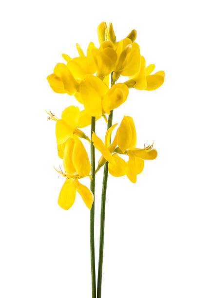 gorse broom flowers isolated on a white background furze or gorse ulex europaeus stock pictures, royalty-free photos & images