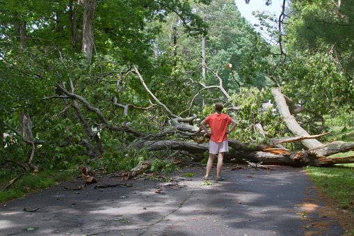 Asheville, North Carolina, USA - May 23, 2014: A frustrated looking young woman confronts a large oak tree that has fallen across the road blocking her way