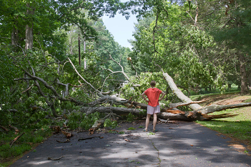 Asheville, North Carolina, USA - May 23, 2014: A frustrated looking young woman confronts a large oak tree that has fallen across the road blocking her way