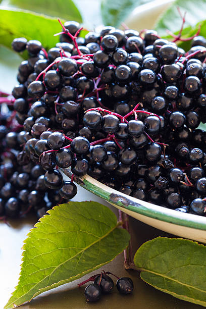 istock Black elderberries, Sambucus nigra, in enamel bowl with leaves. Vertical 491242678