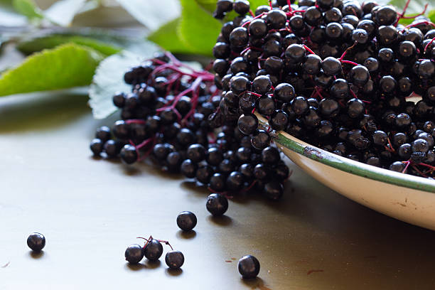 noir elderberries, sambucus nigra, en émail bowl. espace texte - elderberry photos et images de collection