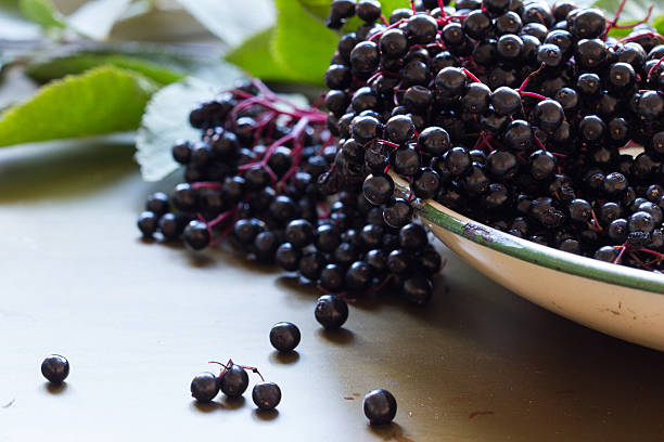 Black elderberries, Sambucus nigra, in enamel bowl. Copy space Black elderberries, Sambucus nigra, in enamel bowl with leaves on metal background. Copy space, selective focus, close up, back lit elderberry photos stock pictures, royalty-free photos & images