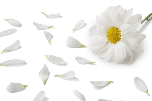 View of white flowers on a white background