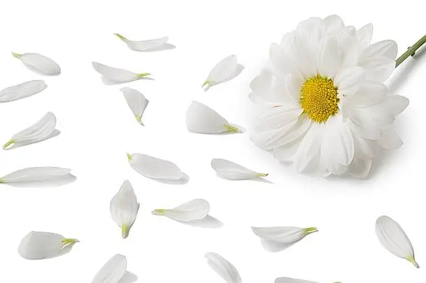 Photo of White flower