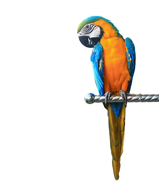 istock Colorful parrot macaw isolated on white background 491243729