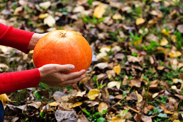 istock Hand holding pumpkin on fall leaves 491243948