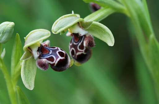 Colorful Ophrys kotschyi orchid wild flower