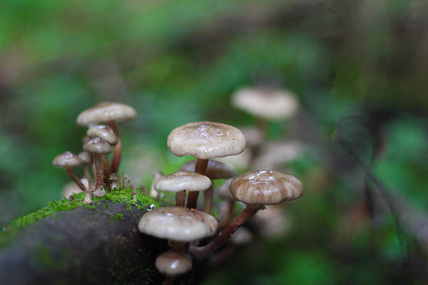 istock Group of tiny mushrooms growing on mossy log 491244741
