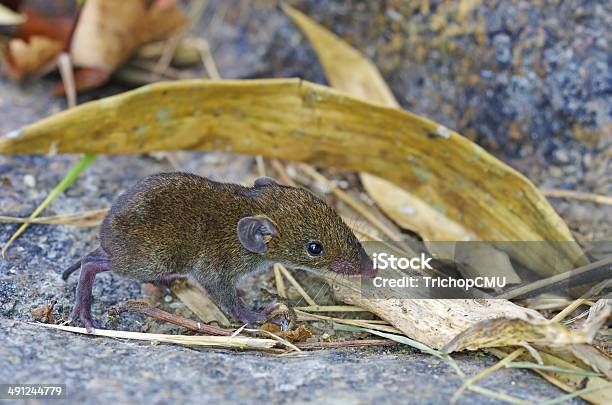 Foto de Musaranho É A Pé e mais fotos de stock de Andar - Andar, Animal, Animal selvagem