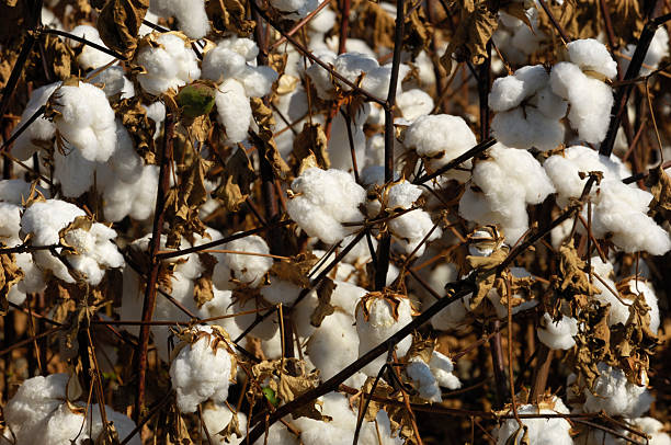 istock Close-up of Cotton Bolls Ready for Harvest 491244861