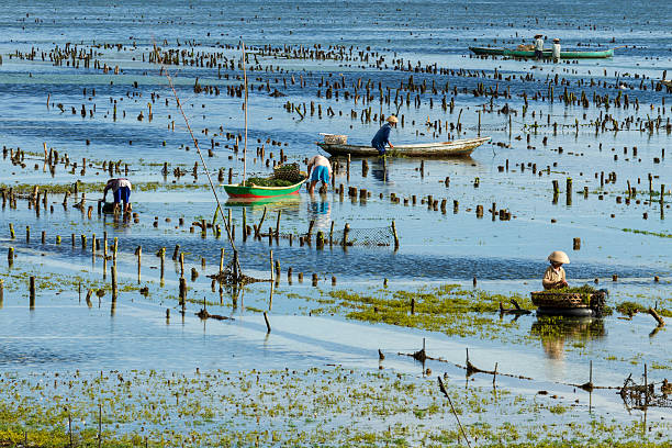 algas farmer in bali - nusa lembongan fotografías e imágenes de stock