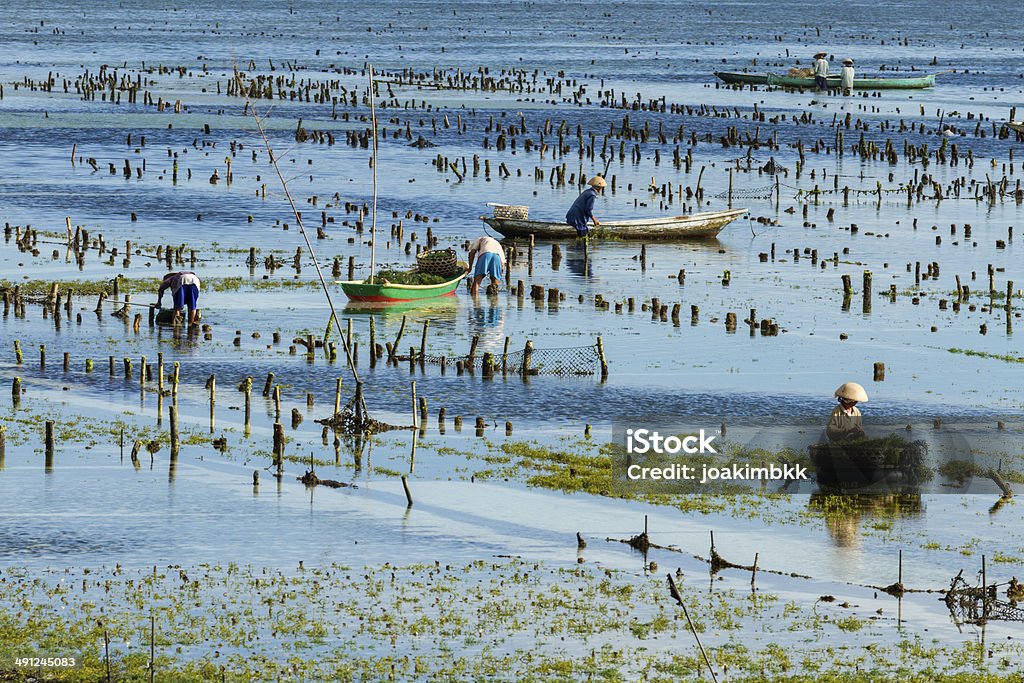 バリの海藻の農家 - インドネシアのロイヤリティフリーストックフォト