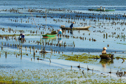 Local seaweed farmers harvesting at low tide their sea plantation, in Nusa Lembongan, Bali, Indonesia.