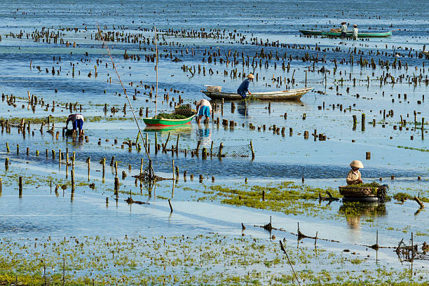 alga marinha agricultor em bali - seaweed nusa lembongan seaweed farming water imagens e fotografias de stock