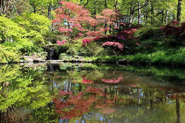 美しい庭園と池錦鯉、日本のメイプルズと滝 - nature environmental conservation red japanese maple ストックフォトと画像