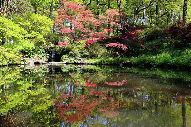 piękny ogród ze stawem z karp koi, japoński maples i wodospad - nature environmental conservation red japanese maple zdjęcia i obrazy z banku zdjęć