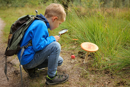 A young boy wearing a casual blue sweater and jeans and carrying a backpack is holding a big magnifying glass as he is exploring nature in the forest. The child is is looking at two different kinds of poisonous fly agaric (amanita) mushrooms.