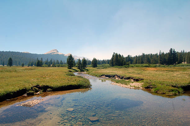 istock meadow landscape in yosemite 491245617