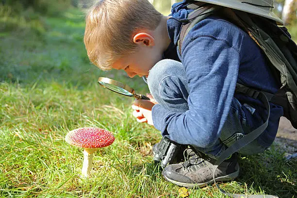 A curious young boy hiker with a backpack is holding a magnifying glass as he is exploring nature in the forest. The child is wearing a casual blue sweatshirt and jeans and is studying a fly agaric (amanita) mushroom from close-by.