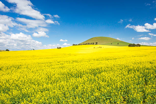istock Fields of Canola in Australia 491245728