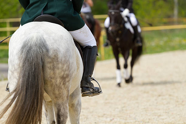istock Dressage horse 491246281