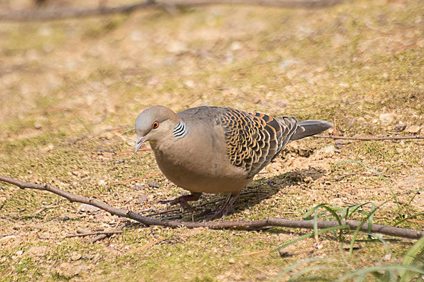 istock Pigeon's Searching Feeds on Land. 491246343