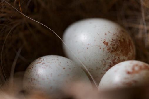 Close detail of small bird chickadee eggs