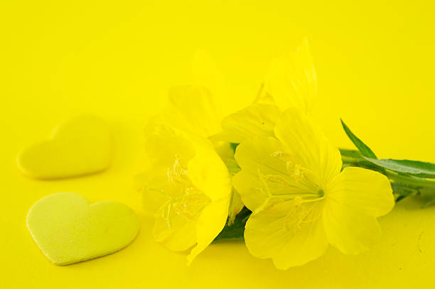 istock Yellow flowers on yellow background 491246398