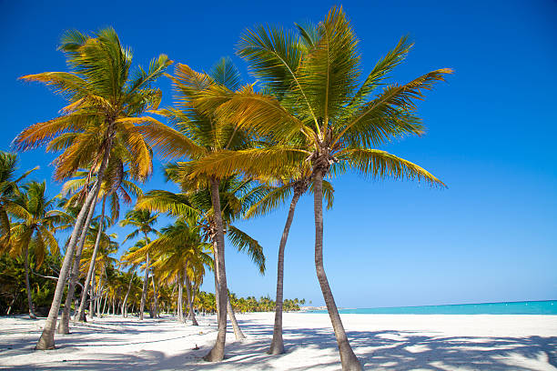 istock Caribbean sea and palms 491246761