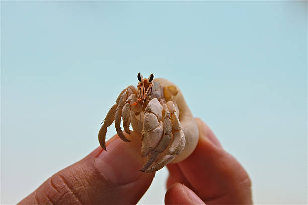 게 손으로 - hermit crab pets animal leg shell 뉴스 사진 이미지