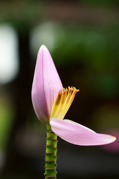 istock Pink Banana flower 491247021
