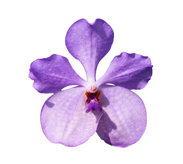 istock Purple Orchid Flower isolated on white background 491247024