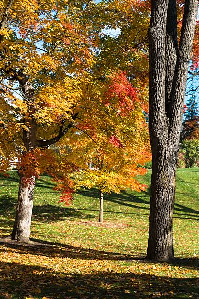 istock Autumn Colors in Michigan 491247354