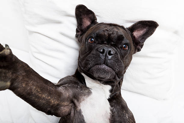 istock dog selfie in bed 491247494