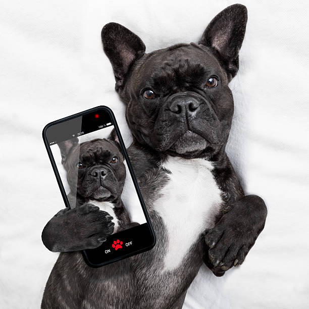 istock dog selfie in bed 491247530