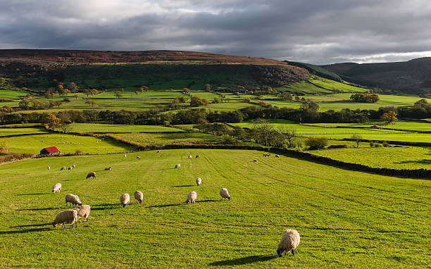 istock Sheep graze on farmland, Glaisdale, Yorkshire, UK. 491247617