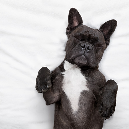 french bulldog dog  with  headache and hangover sleeping in bed, dreaming of you