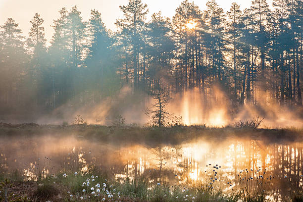 forest sunrise - svensk skog bildbanksfoton och bilder