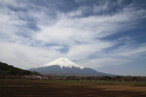 istock The cherry blossom and Mt. Fuji 491248027