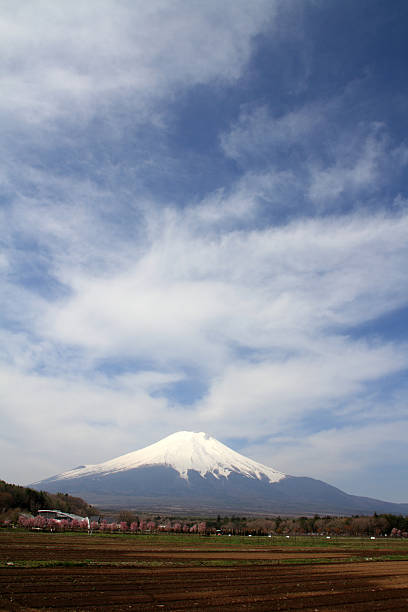 istock The cherry blossom and Mt. Fuji 491248031