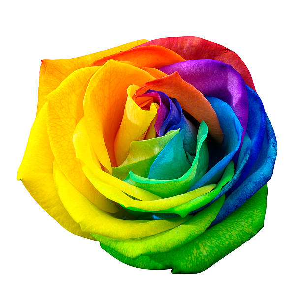 istock Rainbow rose or happy flower isolated by clipping path 491248406