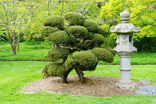 Japanese stone lamp and bonsai in a park