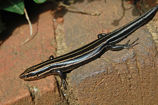 close up of an American Five-lined Skink lizard basking in the sun on a brick wall