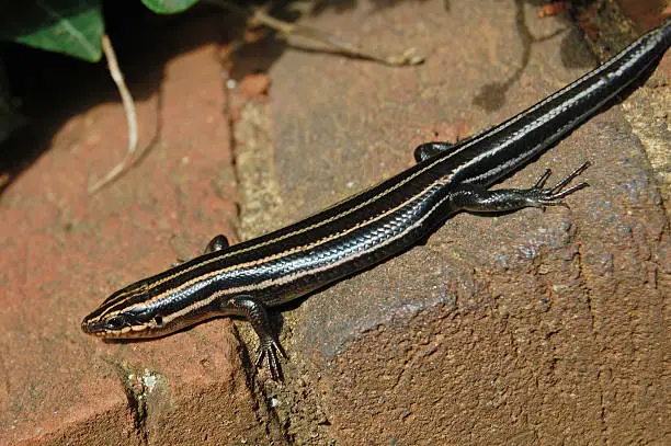 Photo of American five-lined skink