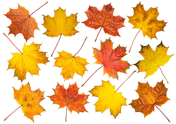 istock Set of maple leaves on white background 491248730
