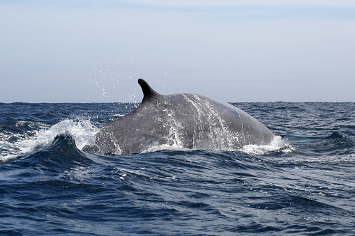 Fin Whale in the atlantic near the Azores